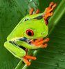 Tree Frog Image